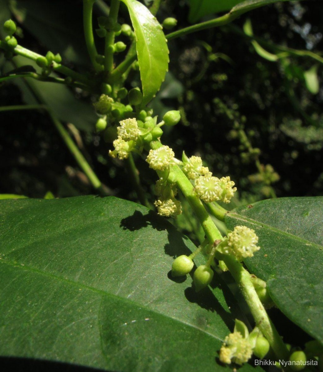 Cleidion javanicum Blume